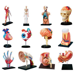 Mainan rakitan Puzzle MASTER 4D, Model organ anatomi mata tengkorak hati organ Internal manusia - Product Image 1