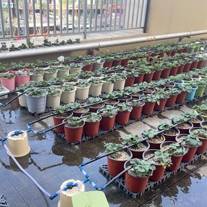 Wassersparendes PE-Tropfband, Direkt vom Hersteller für Landwirtschaft, Garten & Gewächshaus-Bewässerung - Product Image 2
