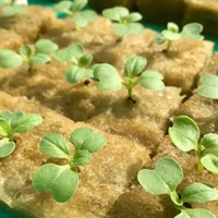 Mineral Wool Grow Cubes Hydroponic Mineral Wool for Plant Propagation Tomato Growing Stone Wool Farm Agricultural Grow Cubes