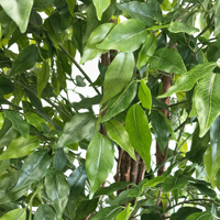 Hochwertige Künstliche Pflanzen 180cm Künstlicher Ficus-Baum Künstlicher Grüner Bonsai für Heim- und Gartendekoration