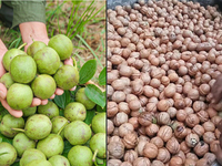 Machines à éplucher les noix de macadamia Machine à éplucher automatique les noix noires Machine à éplucher les noix vertes