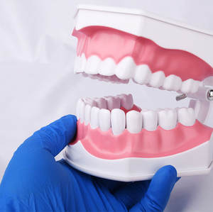 Vendita calda ingrandimento 2 volte di insegnamento orale per bambini forniture dentali protesi 28 modelli di denti possono osservare la radice - Product Image 3