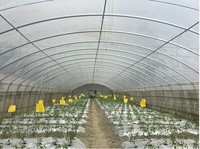 Serres en film plastique hydroponiques pour tomates/laitues/aubergines/fraises GT