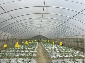 Pomodoro/Lattuga/Melanzana/Fragola Idroponica bottiglia di Plastica Pellicola Serre - Product Image 3