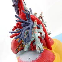 Modèle de poumons, cœur et trachée de haute qualité en PVC, matériau en silicone souple écologique, taille réelle, démonstration anatomique médicale