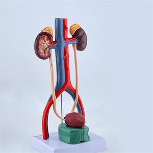 Modelo Anatómico Desmontable <span class=keywords><strong>de</strong></span> Alta Calidad del Sistema Urinario Humano, Modelo <span class=keywords><strong>de</strong></span> Riñón y <span class=keywords><strong>Vejiga</strong></span> - Product Image 3
