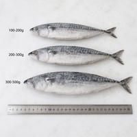 Maquereau entier IQF surgelé de qualité supérieure 100-200g 200-300g 300-500g Origine Chine Poisson de mer surgelé de haute qualité Vente en gros pour la restauration