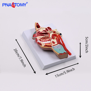 Pnatomy PVC hỗ trợ giảng dạy khoang miệng mũi họng sọ dây thần kinh mạch máu mô hình bên trong bên mạch máu thần kinh cho mạch máu giảng dạy - Product Image 2