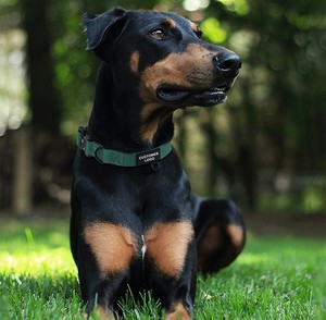 OEM Large Nylon Super Wide Heavy Duty 4cm Big Dog <strong>Collar</strong> Stainless K9 Tactical Dog <strong>Collar</strong> With Quick-Release