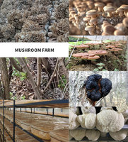 Mélange de poudre d'extraits de champignons superaliments certifiés ISO : Crinière de lion, Reishi, Cordyceps, Chaga, Shiitake, Queue de dinde - Aliment santé