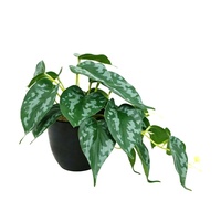 Plante artificielle Scindapsus Pictus de 25 cm de haut avec 29 feuilles, plante en pot artificielle