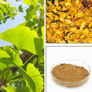 Qinshantang Etiqueta Privada orgánica <span class=keywords><strong>Ginkgo</strong></span> <span class=keywords><strong>Biloba</strong></span> 10:1 extracto en polvo suplementos de hierbas - Product Image 2