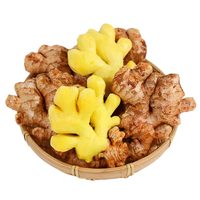 Gingembre jaune frais cru de 3 ans, soigneusement sélectionné, en gros morceaux solides, petit gingembre Huang naturel pour la cuisine et les épices