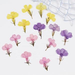 12 pièces/sac <span class=keywords><strong>Lobelia</strong></span> fleurs pressées - Product Image 5