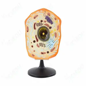 Teaching equipment PVC Structure 3D Animal Cell Model Biology Cell Model PVC Anatomy Cell Anatomy Model Plastic