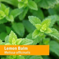 Vente en gros OEM/ODM, baume au citron biologique, extrait liquide pour système calmant, Support sans alcool