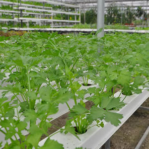 Équipement <span class=keywords><strong>professionnel</strong></span> <span class=keywords><strong>de</strong></span> grande serre, facile à nettoyer, durable, tuyau <span class=keywords><strong>de</strong></span> culture NFT en PVC <span class=keywords><strong>de</strong></span> qualité alimentaire, cultivateur <span class=keywords><strong>de</strong></span> laitue - Product Image 4
