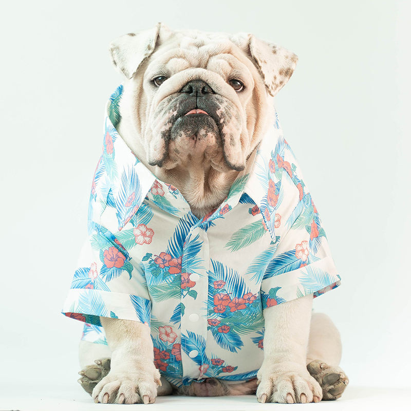 Shop Our Collection of Bulldog Shirt Cotton Tropical Wind