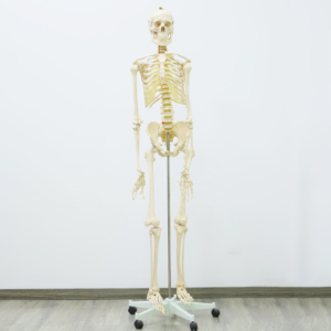 Mô Hình Khoa Học Bằng Nhựa Giá Rẻ Bộ Xương Kích Thước Cuộc Sống Cao 180Cm Để Giảng Dạy - Product Image 3