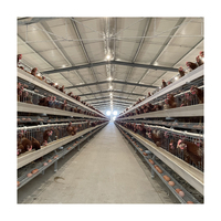 Cage Automatique Industrielle Économique Grand Type A pour Poulets de Chair et Poules Pondeuses