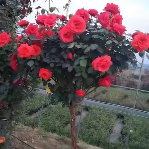 PFT Arbre à <span class=keywords><strong>roses</strong></span> arborescent à grandes fleurs, type souche ancienne, souche haute, souche de rose, pour greffage de <span class=keywords><strong>roses</strong></span> - Product Image 2