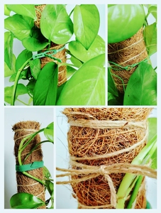 Poteau en mousse écologique pliable pour plantes grimpantes DIY, <span class=keywords><strong>intérieur</strong></span>, extérieur, jardin, maison, naturel, en fibre de coco, poteau empilable pour plantes - Product Image 5