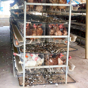 Jaula para Gallinas Ponedoras Tipo H para 50000 Aves, Equipo Automático para Avicultura, Sistema <span class=keywords><strong>de</strong></span> Jaulas para Pollos Tipo H, Pollitos - Product Image 2