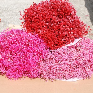 Baby Breath Dried <strong>Flowers</strong> Pampas Grass 120g/bunch Wholesale Decorative Eternal Bouquet For Graduation Christmas Easter - Product Image 3