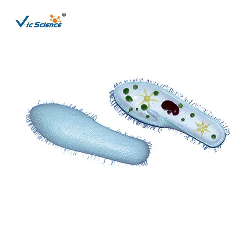 Modelo de Paramecium, modelo anatómico de insectos, modelo de biología celular