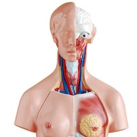 Modèle de torse hermaphrodite médical pédagogique de 85 cm, 23 parties, mannequin corporel détaillé, 23 organes humains détachables, CE/ISO