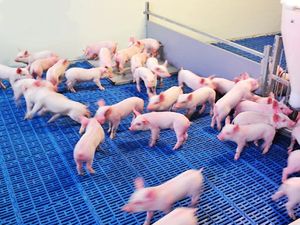 Bestseller Günstiger Ferkelkäfig Aufzuchtbox für Schweine Ferkelaufzuchtkäfig Abferkelbucht für Sauen Abferkelbett für die Schweinezucht - Product Image 6