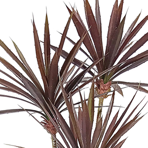 Fábrica al por mayor plantas suculentas <span class=keywords><strong>Agave</strong></span> hierba de plástico <span class=keywords><strong>Agave</strong></span> artificial para decoración interior exterior - Product Image 3