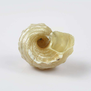 3-5cm cangrejo ermitaño reemplazo Shell Concha Natural pintura pecera Aquascape Shell pendientes accesorios <span class=keywords><strong>de</strong></span> joyería - Product Image 3