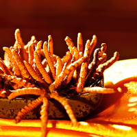 Cordyceps Tiens de seda, Cordyceps Militaris7