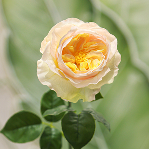 ดอกกุหลาบจูเลียตประดิษฐ์คุณภาพสูง ทำด้วยมือจากผ้าไหม ก้านเดี่ยว <span class=keywords><strong>ต</strong></span>กแ<span class=keywords><strong>ต</strong></span>่งบ้าน ใช้งานได้นาน เหมาะสำหรับวันแม่ วันวาเลนไทน์ วันปีใหม่ - Product Image 4