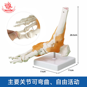Modèle articulaire humain avec quatre types de ligaments (épaule, pied, genou, hanche), détaillé et clair, un modèle médical orthopédique standard - Product Image 3