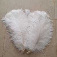 Hot Sale 70-75 cm Bunte Big Pole White Straußen flügel feder für Party Hochzeit Bühnen kleider Bühnen dekoration