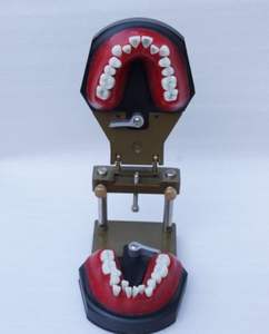 Modello di <span class=keywords><strong>Typodont</strong></span> per l'addestramento ortodontico dei denti dentali - Product Image 6