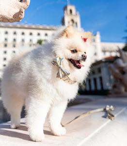 ปลอกคอหนังสีทองอิตาลีพร้อมโบว์และสายจูงผ้าของขวัญสำหรับคนรัก-ปลอกคอสุนัขหนังแท้ - Product Image 2