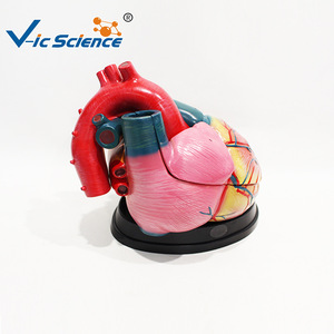 Modèle de cœur simulé à l'échelle 5x, affichage complet des valves cardiaques, modèle de démonstration pour l'enseignement et la formation. - Product Image 3