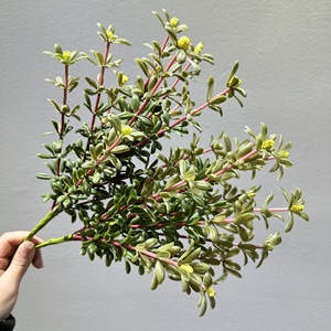 Tige artificielle de Portulaca Oleracea, plante verte artificielle pour la décoration de la maison, du balcon, du jardin, des arrangements floraux de mariage - Product Image 2