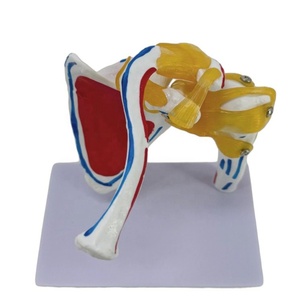 Modelo de Esqueleto de Articulación del <span class=keywords><strong>Hombro</strong></span> a Tamaño Real, Herramienta de Enseñanza de Anatomía de <span class=keywords><strong>Huesos</strong></span> y Músculos para Simulador de Entrenamiento Médico - Product Image 3