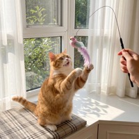 Série de jouets écologiques pour chat à ventouse, avec plumes d'oiseaux naturelles de rechange, pour l'exercice quotidien des chatons d'intérieur