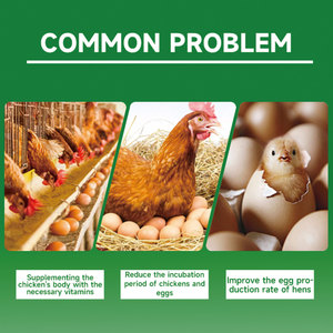 Additifs alimentaires de poulet de type enzymatique fabriqués <span class=keywords><strong>en</strong></span> Chine pour les pondeuses de producteurs Booster d'oeufs Volaille Vitamine <span class=keywords><strong>Lysine</strong></span> <span class=keywords><strong>Poudre</strong></span> d'alimentation de poulet pré-mélangée - Product Image 2