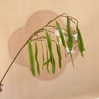 Fleurs artificielles en gros 2026 pour mariage, plantes vertes, décoration florale, herbe de la pampa, matériaux pour fleurs d'hortensia