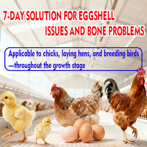 Mejora la Absorción de Calcio, Mejora la Calidad de la Cáscara de Huevo y el Desarrollo Óseo de CY Poultry EnerCa, Suplemento de Calcio para Aves de Corral - Product Image 3