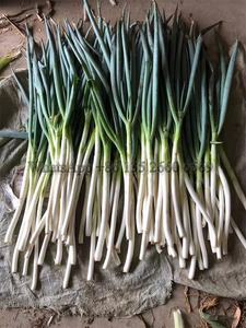 Machine efficace d'épluchage de racine de ciboulette d'échalote eau épinards laitue céleri épluchage de boue enlevant la machine - Product Image 6