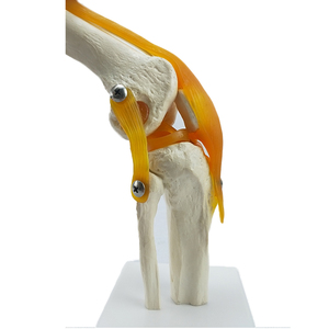 Con người sống động cuộc sống-kích thước bộ xương nhân tạo đầu gối xương khớp Mô hình giải phẫu - Product Image 3