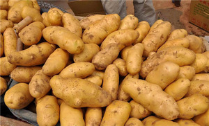 <span class=keywords><strong>Perejil</strong></span> de cebolla verde <span class=keywords><strong>apio</strong></span> Mini <span class=keywords><strong>ajo</strong></span> Harvester - Product Image 3