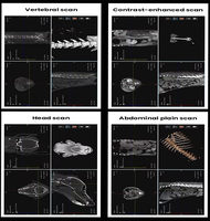 Équipement d'imagerie 3D numérique à faible dose pour animaux de compagnie, CBCT, CT, dentaire, orthopédique, oncologique, avec bras en C, scan en 10 secondes, 66 cm, certifié CE, Classe II